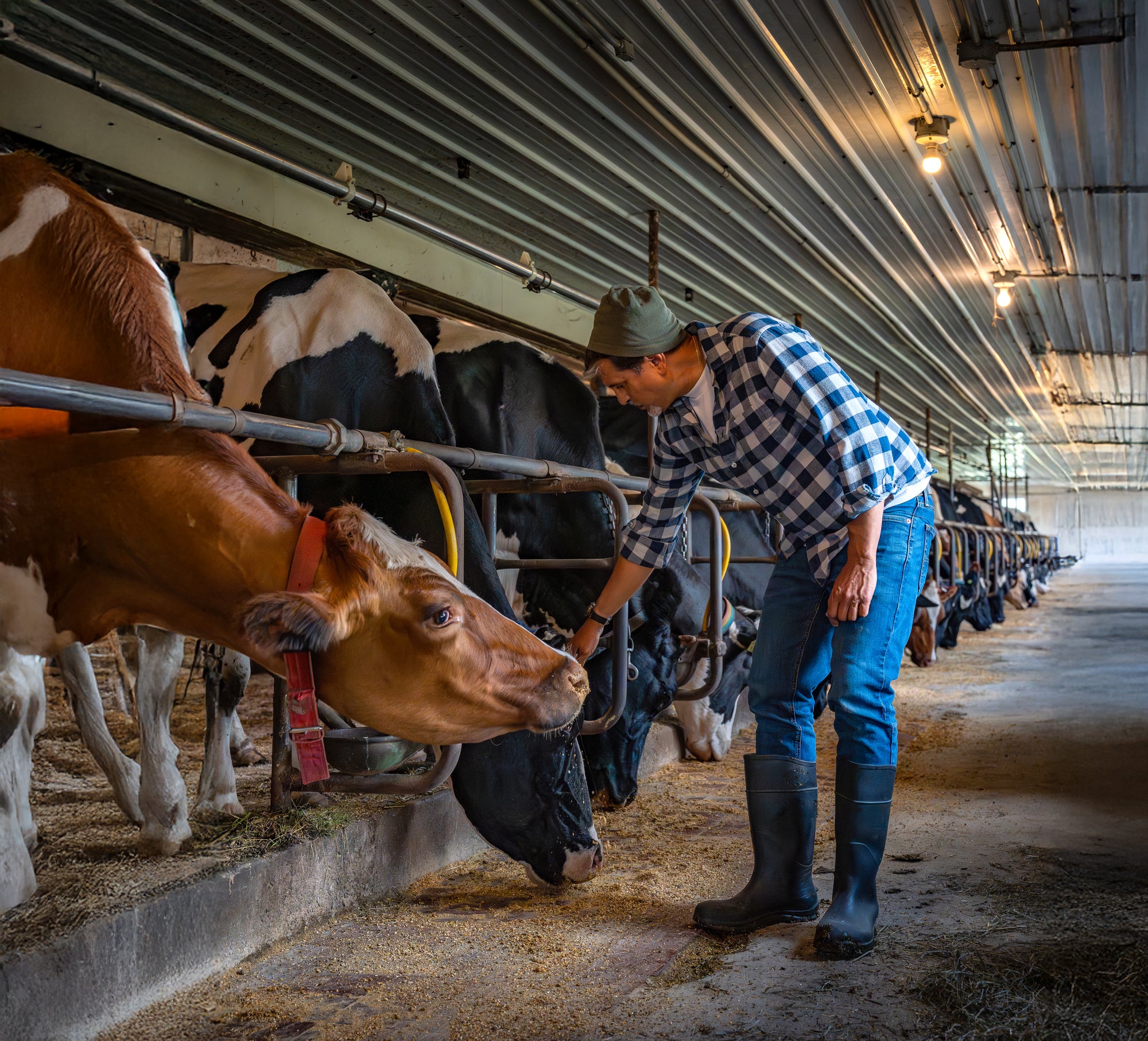 Paul Nasrani petting cows on the farm
