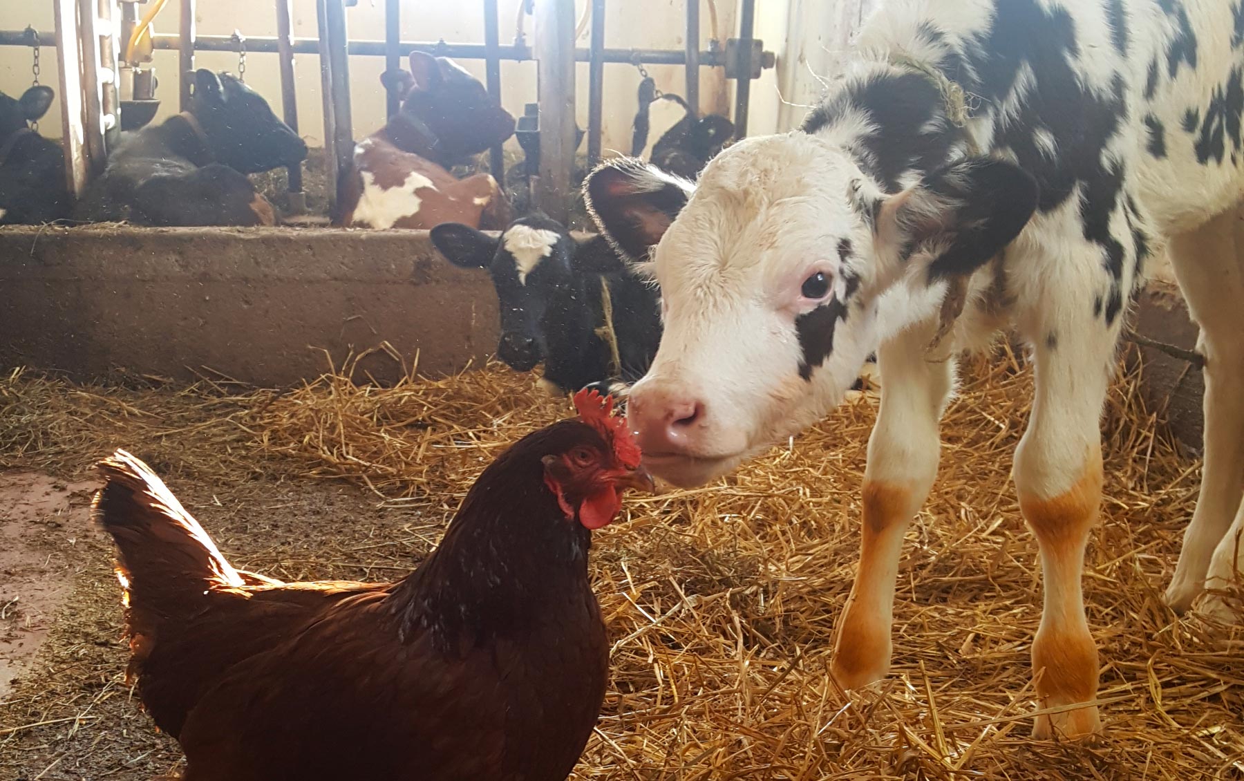 Cow and chicken interacting in a barn setting with hay on the ground