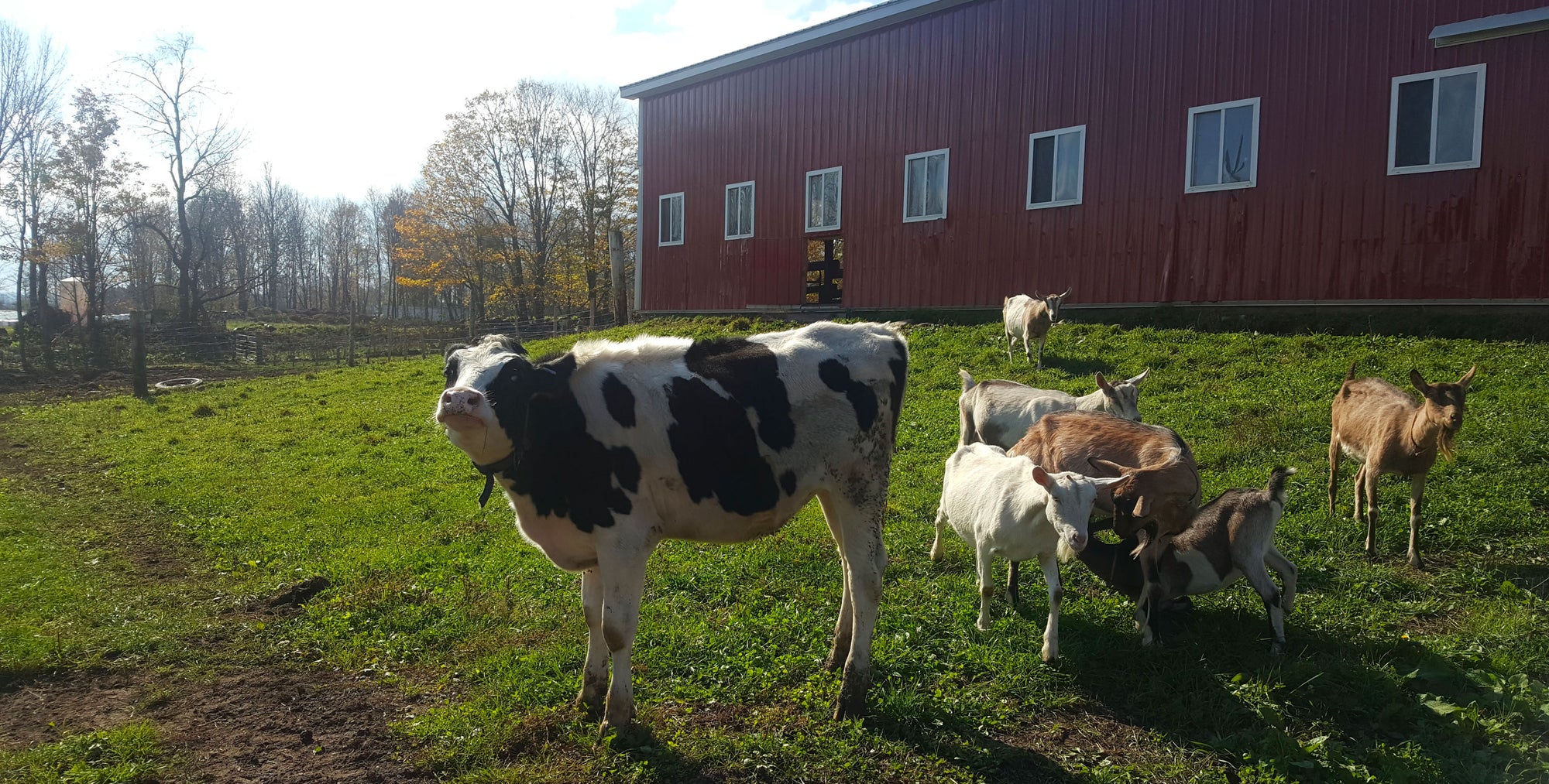 Cow and goats in a grassy field with a red barn in the background